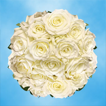 Image of ID 495071408 100 White/Touch of Green Roses