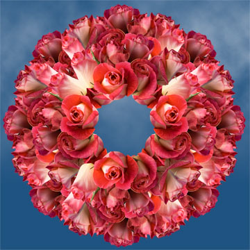 Image of ID 495071434 250 Deep Pink / Cream Roses