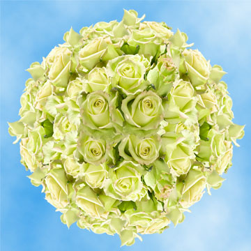 Image of ID 495071442 100 Fresh Creamy Green Roses
