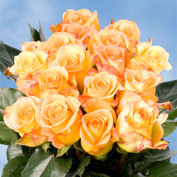 Image of ID 495071449 75 Yellow / Red Tips Roses