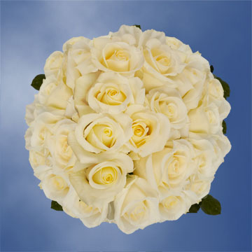 Image of ID 495071463 150 White / Pale Yellow Roses