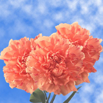 Image of ID 495071474 200 Fresh Orange Carnations