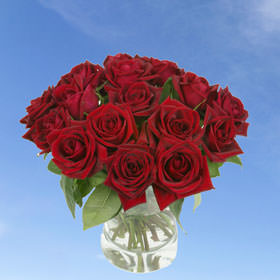 Image of ID 495071478 168 Gorgest Red Roses