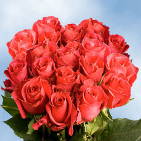 Image of ID 495071501 75 Fresh Cut Almost Red Roses