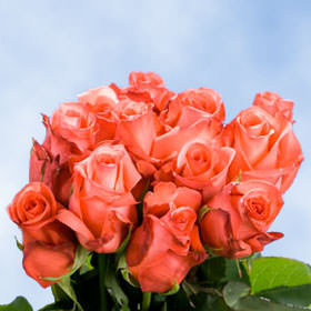 Image of ID 495071517 75 Valentine's Orange Roses