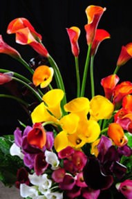 Image of ID 495071534 240 Assorted Calla Lilies