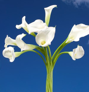 Image of ID 495071552 240 White Calla Lilies