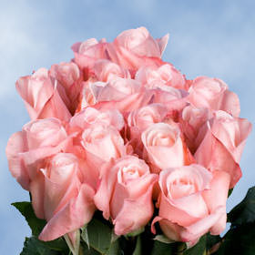 Image of ID 495071554 100 Fresh Cut Light Pink Roses