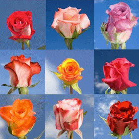 Image of ID 495071565 75 Roses of Your Choice