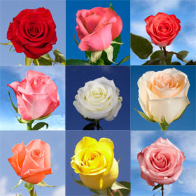 Image of ID 495071579 100 Roses of Your Choice