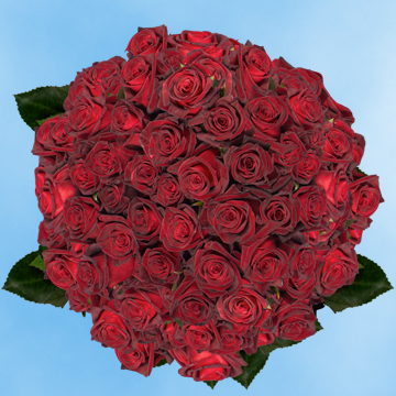 Image of ID 495071609 150 Fresh Cut Dark Red Roses