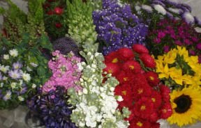 Image of ID 495071619 20 Bunches Assorted Flowers