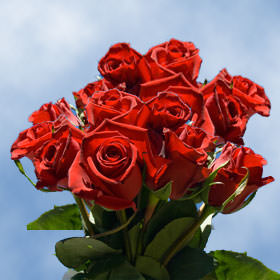 Image of ID 495071625 100 Velvety Deep Red Roses
