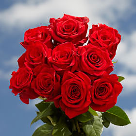 Image of ID 495071642 75 Fresh Cut Bright Red Roses