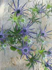 Image of ID 495071660 100 Eryngiums Free Delivery