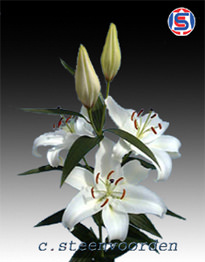 Image of ID 495071684 50 White Oriental Lilies