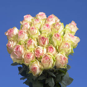 Image of ID 495071703 150 Creamy/Light Pink Roses