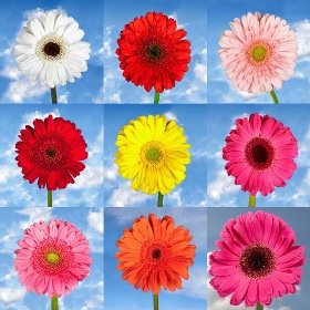 Image of ID 495071710 120 Gerberas Pick 8 Colors