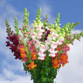 Image of ID 495071711 150 Snapdragon Flowers