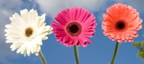 Image of ID 495071719 140 Mini Gerberas Assorted