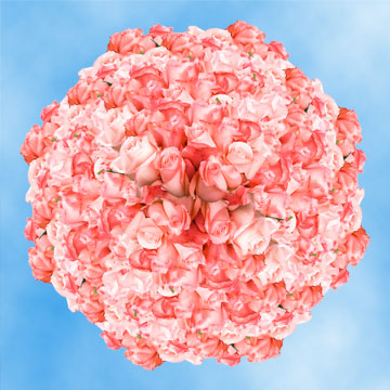 Image of ID 495071729 150 Fresh Cut Light Pink Roses