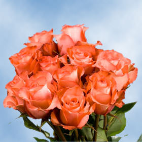 Image of ID 495071774 125 Orange Premium Roses