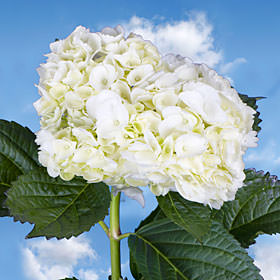 Image of ID 495071782 40 Fresh Cut White Hydrangeas