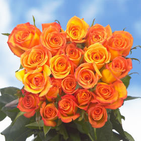 Image of ID 495071786 75 Fresh Cut Bicolor Roses