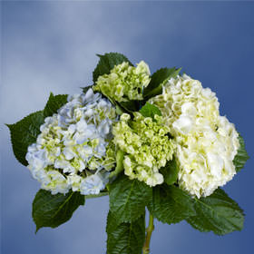 Image of ID 495071789 40 Assorted Color Hydrangeas