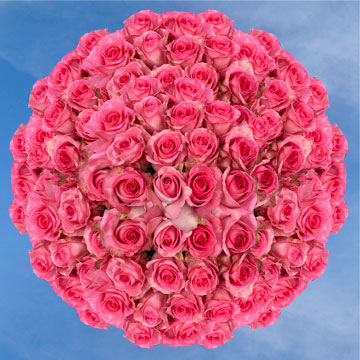 Image of ID 495071798 250 Fresh Cut Deep Pink Roses