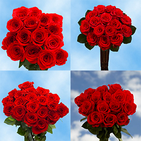Image of ID 495071805 75 Fresh Cut Red Roses