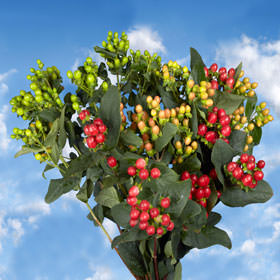 Image of ID 495071809 120 Assorted Hypericum Flowers