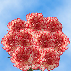 Image of ID 495071811 350 Peppermint Carnations