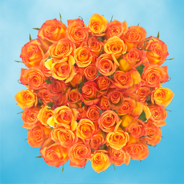 Image of ID 495071833 100 Dark Orange Roses