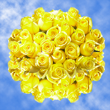 Image of ID 495071840 100 Lemon Yellow Roses