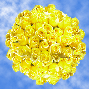 Image of ID 495071842 150 Lemon Yellow Roses