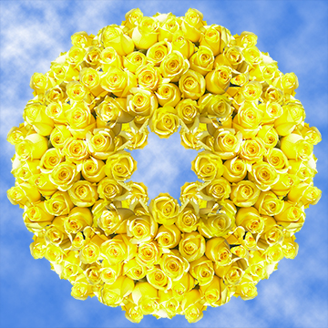 Image of ID 495071843 250 Lemon Yellow Roses