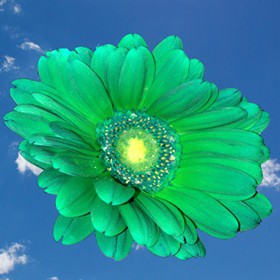 Image of ID 516471894 100 Green Tinted Gerberas