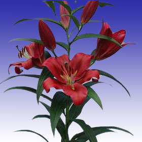 Image of ID 516471906 80 Red Asiatic Lilies