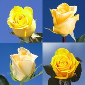 Image of ID 516471909 100 Mother's Day Yellow Roses