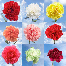Image of ID 516471943 350 Carnations Pick a Color