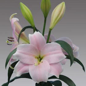 Image of ID 516471953 20 Mother's Day Pink Lilies