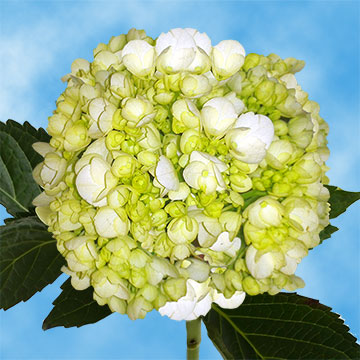 Image of ID 516471973 50 White / Green Hydrangeas