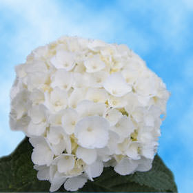 Image of ID 516471998 20 Green / White Hydrangeas