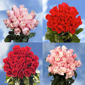 Image of ID 516472007 100 Sweetest Day Roses Bicolor