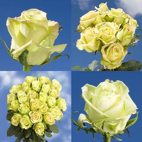 Image of ID 516472015 200 Assorted Green Roses