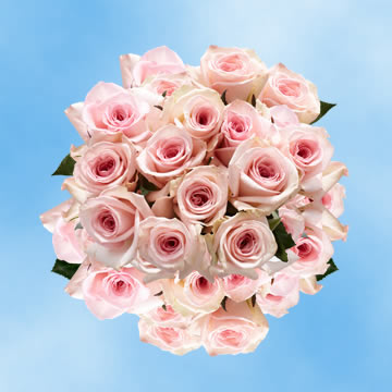 Image of ID 516472040 100 Special Pink Roses