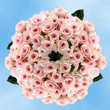 Image of ID 516472041 250 Pink Roses Bridal