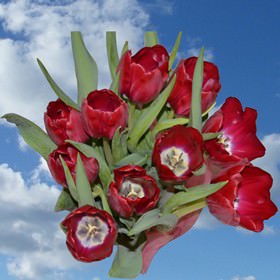 Image of ID 516472044 240 Fresh Cut Red Tulips