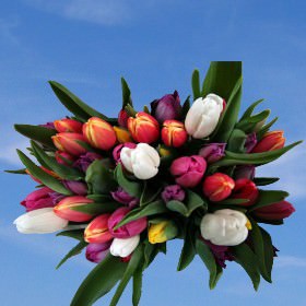 Image of ID 516472046 100 Assorted Color Tulips